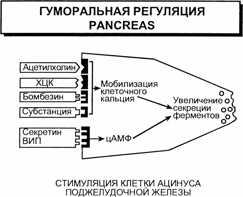 Что не характерно для гуморальной регуляции. Гуморальная регуляция процессов жизнедеятельности организма. Гуморальная регуляция таблица 8 класс. Гуморальная регуляция эндокринная система таблица. Общая схема гуморальной системы регуляции.