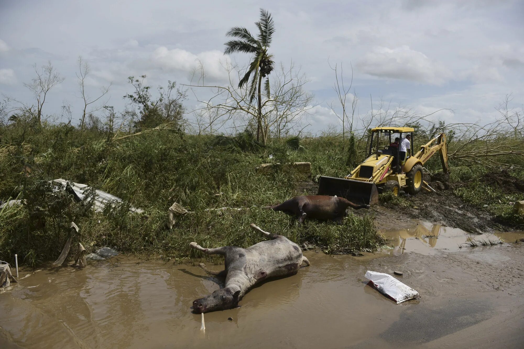 Hurricane maria. Пуэрто Рико после урагана. Ураган Пуэрто Рико 2017.