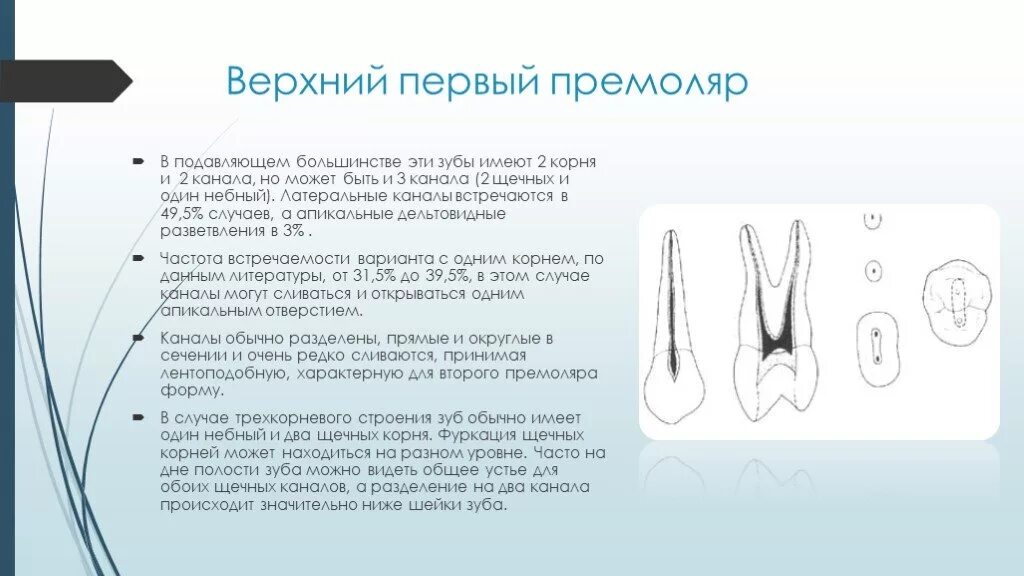 1 корневой канал. Анатомия корневых каналов премоляров верхней челюсти. Корни 1 премоляра верхней челюсти. Второй верхний премоляр анатомия корневых каналов. Корневой канал 2 премоляра верхней челюсти.