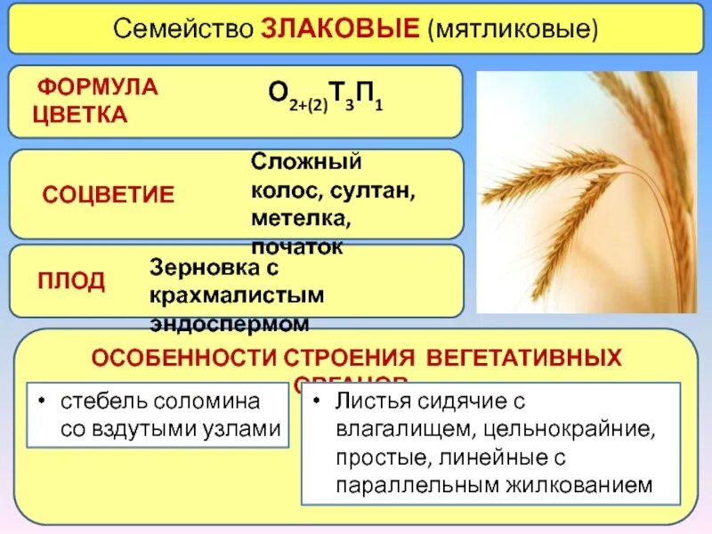 Семейство злаковые формула цветка. Семейство злаки Мятликовые формула. Семейство злаковые строение плода. Цветок злаков строение формула. Какая формула цветка семейства злаки