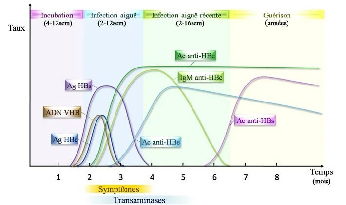 Hbs igm. Маркеры при суперинфекции. Anti-hbc total положительный. Hbs igm. Anti hb core.