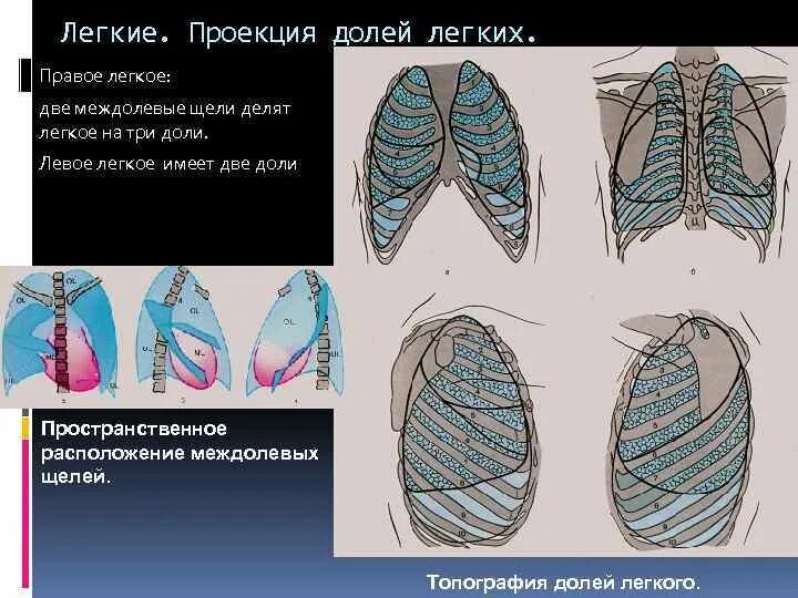 Левое легкое имеет. Проекция долей левого легкого. Доли легкого топография. . Проекция долей легких и междолевых щелей.. Междолевая плевра правого легкого.