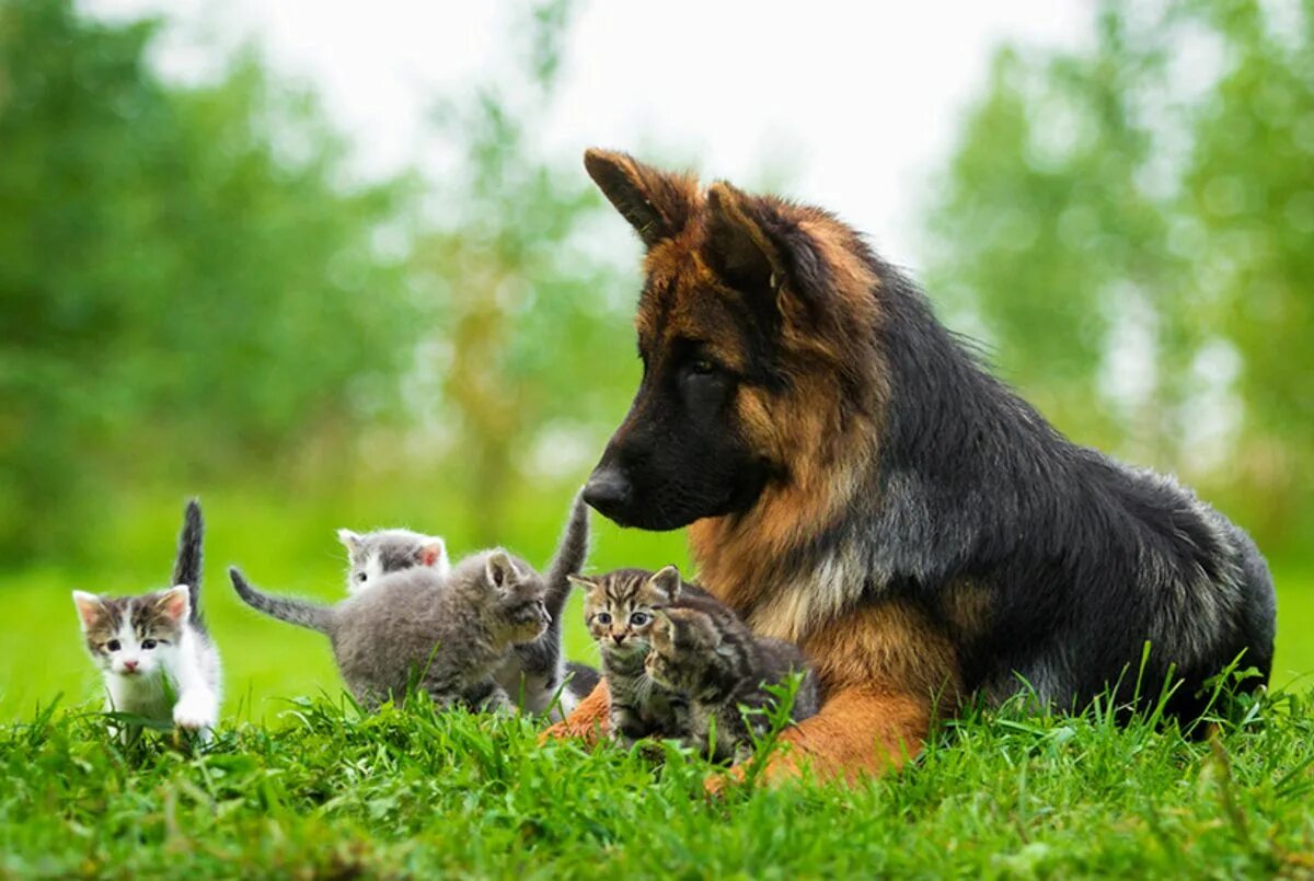 Together pet. Кошки и собаки. Овчарка на природе. Немецкая овчарка. Животные вместе.