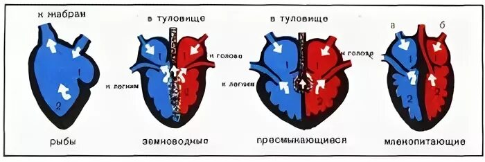 Сравнение сердца птиц и млекопитающих. Строение двухкамерного сердца. Двухкамерное сердце трехкамерное четырехкамерное. Сердце рыб земноводных пресмыкающихся птиц млекопитающих. Строение сердца рыбы земноводные пресмыкающиеся птицы млекопитающие.