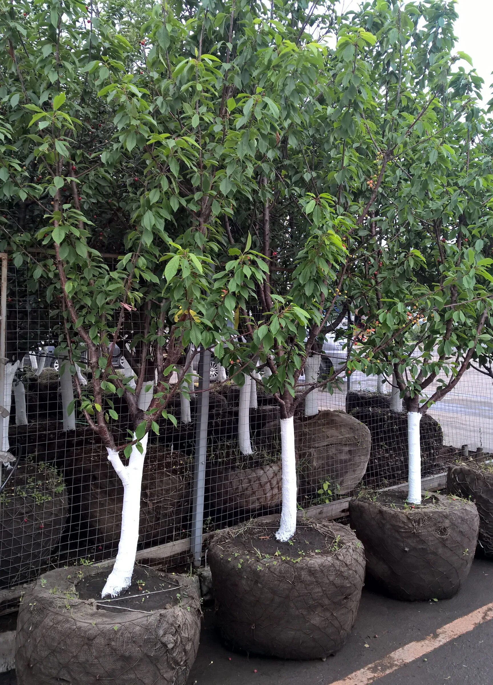 Купить саженцы плодовых деревьев с доставкой