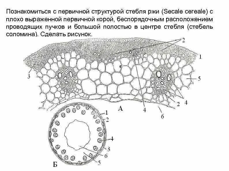 Первичное строение стебля. Стебель соломина строение. строение проводящего пучка злака. строение стебля злака на срезе. строение стебля ржи.