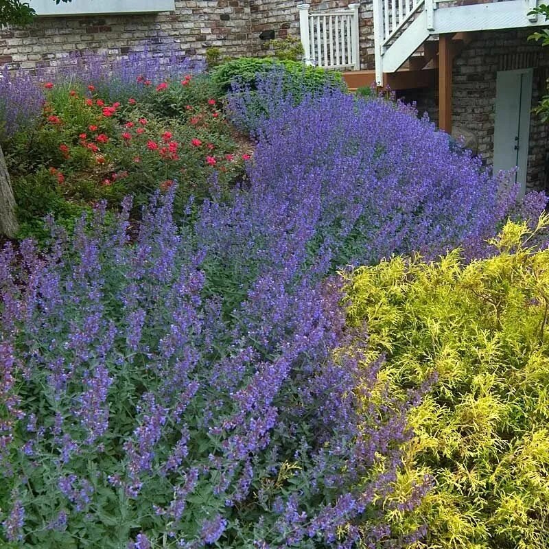 Котовник фассена nepeta. Котовник фассена уолкерс лоу. котовник фассена джуниор уолкер. котовник фассена walker&#039;s low.