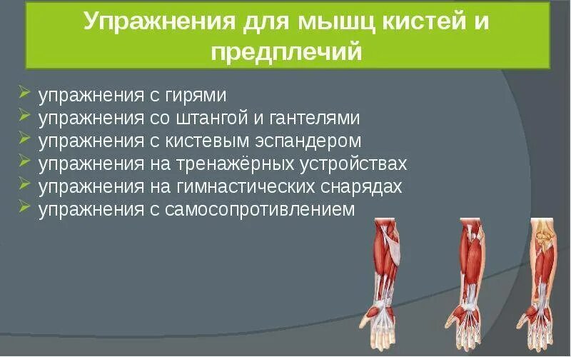 Тренировки предплечья рук. Упражнения для мышц предплечья. Упражнения для мышц кисти. Мышцы запястья и предплечья. Мышцы предплечья презентация.
