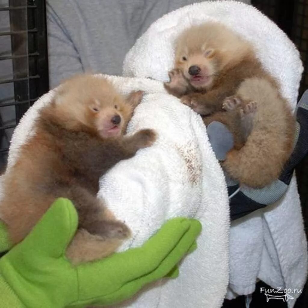 Панда сколько детенышей. Детёныш панды новорожденный. Новорождённые Детёныши красной панды. Детёныш красной панды новорожденный. Новорожденный Медвежонок панды.