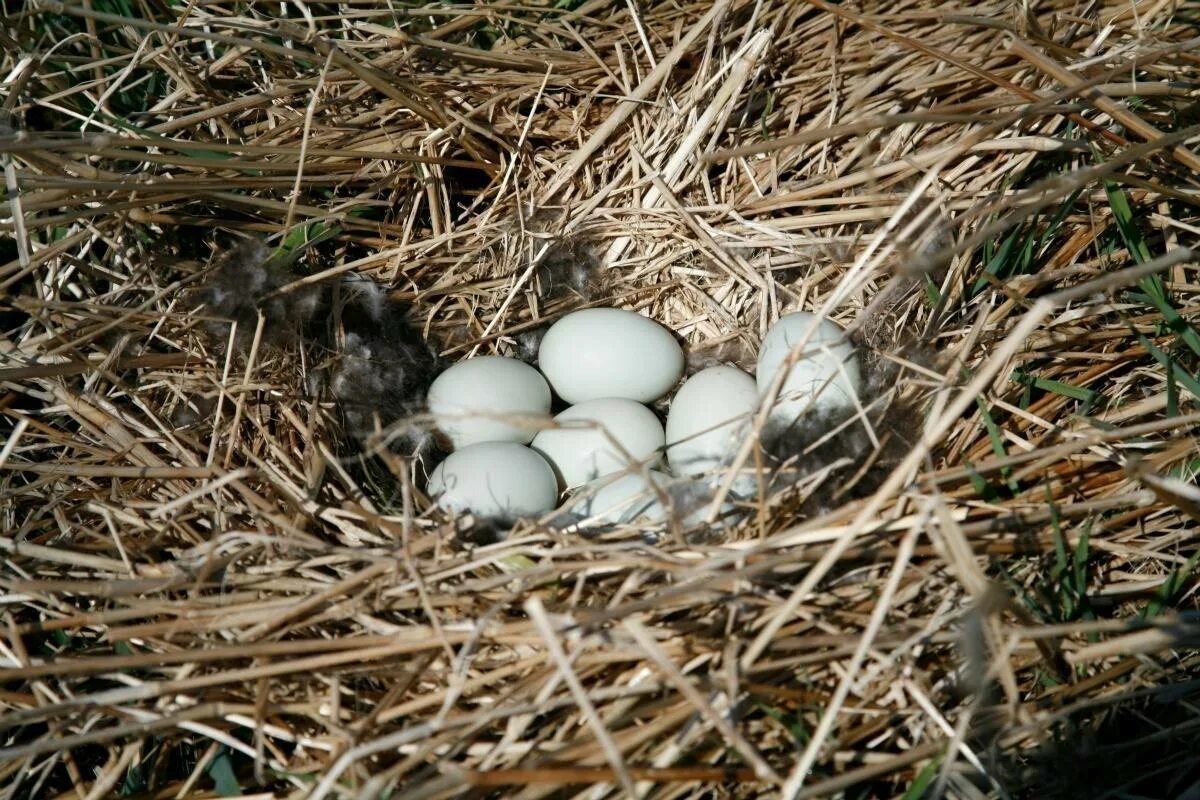 Сколько яиц несет гусыня. Гнездо утки кряквы. Утка кряква гнездо. Гнезда для уток. Яйца дикой утки.