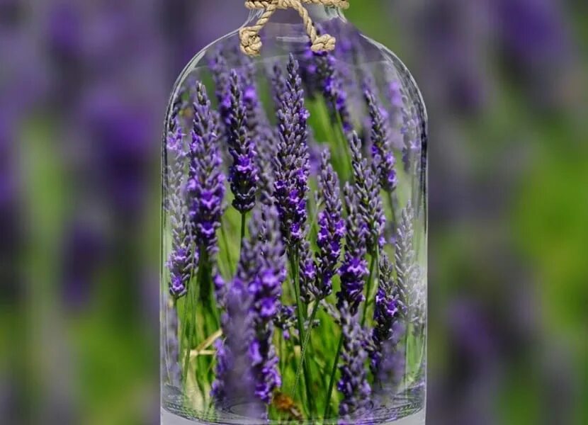 Цветочная вода лаванда 150мл. Лаванда гидролат цветочная вода. Лавандовое эфирное масло. Аромамасло "лаванда". Крафтовая косметика.