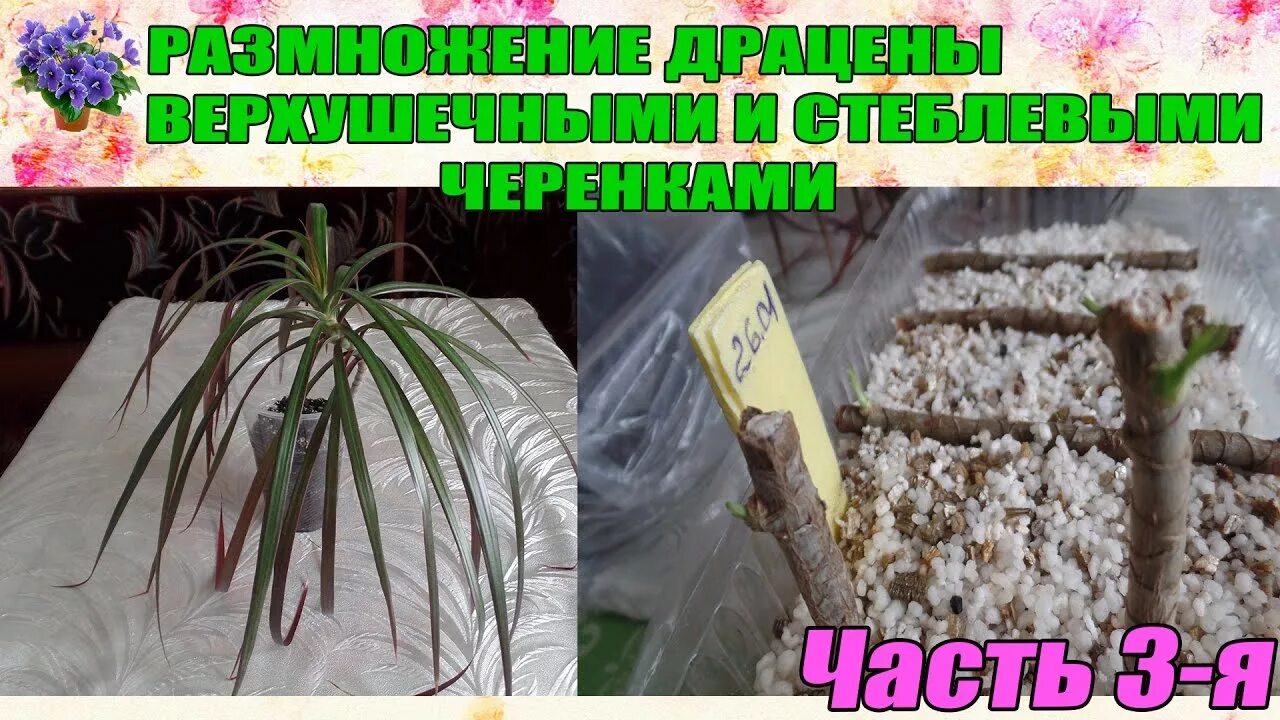 Укоренение черенков драцены. Драцена деремская черенкование. Драцена размножение. Черенки драцены. Драцена юкка размножение.