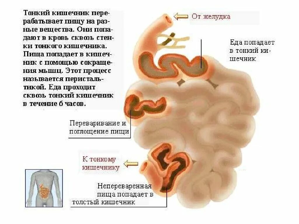 Процессы в кишечнике человека. Тонкий кишечник человека. Процессы в тонком кишечнике человека. Доклад о кишечнике 3 класс.