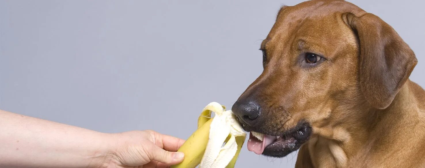 Можно собакам давать бананы. Собака и виноград. Собака банан. Можно давать собакам бананы. Можно ли давать собаке ананас.