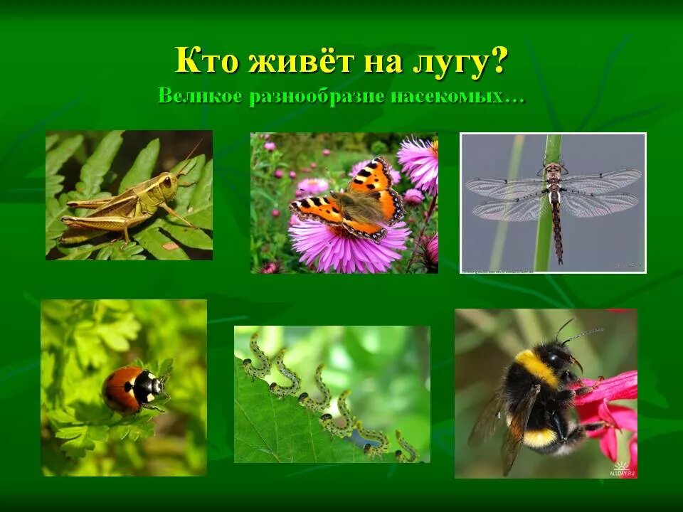 Луг царство цветов и насекомых 3. Насекомые луга. растения и насекомые луга. обитатели лугов. насекомые и животные луга.
