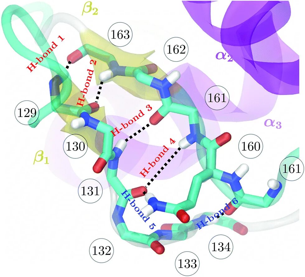 Secondary structure of Protein. Полиморфизм коллагена. Protein Backbone. C and n Terminus Protein. N terminal