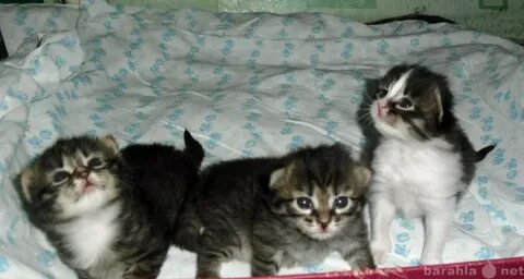 Котята в суровикино свежие объявления
