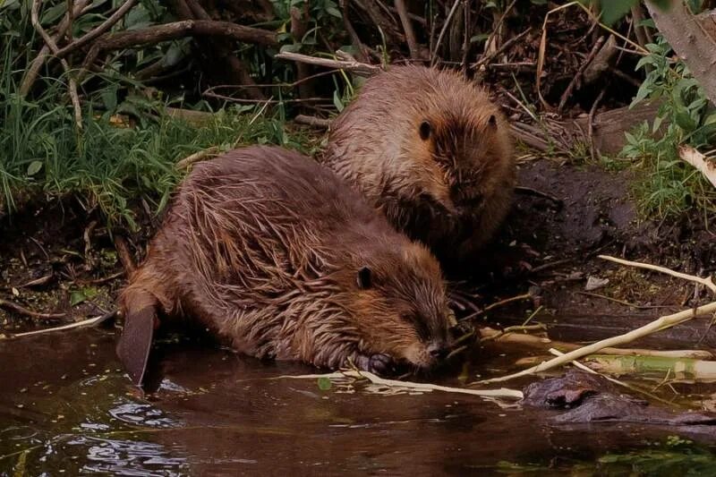 Обыкновенный бобрята. Castor canadensis. Бобры фото для детей. Западносибирский бобр. Бобры лучшие строители.