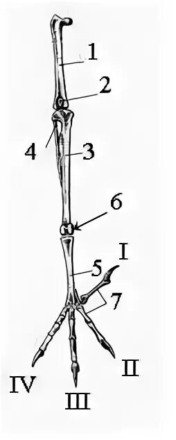 Кости пояса задних конечностей у птиц. Скелет задней конечности птицы. Строение задней конечности птицы. Скелет передних и задних конечностей птиц.