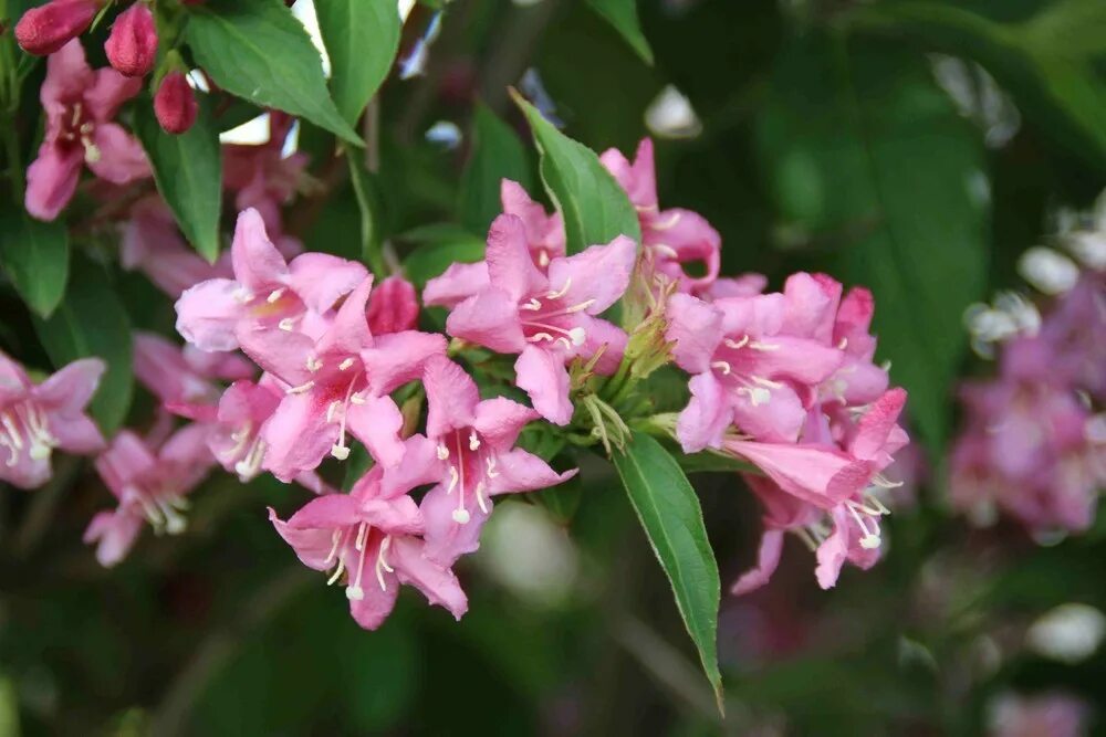 Куст 15. Вейгела розеа. вейгела rosea. вейгела цветущая rosea. вейгела кустарник розея.