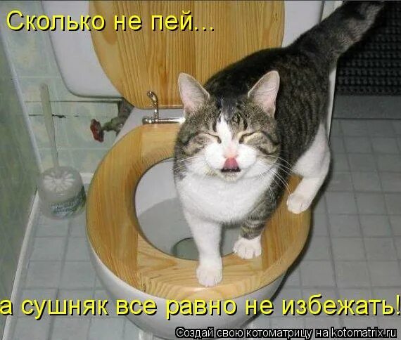 Девушки и стакан. Похмелье симптомы. Сушняк мемы. Унитаз для кошек. Сухость во рту ночью и утром.