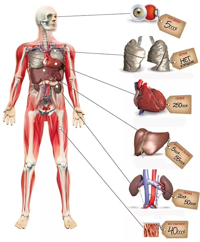 Какие органы продают люди. Стоимость органов. Человеческие органы.
