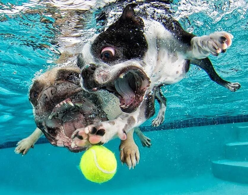 Учи рыбу плавать а собаку лаять. Бассейн для собак. Собака плавает. Собака плавает в бассейне. Собака плывет.