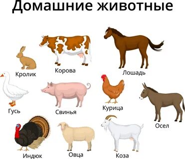 Домашние животные примеры 2 класс окружающий мир