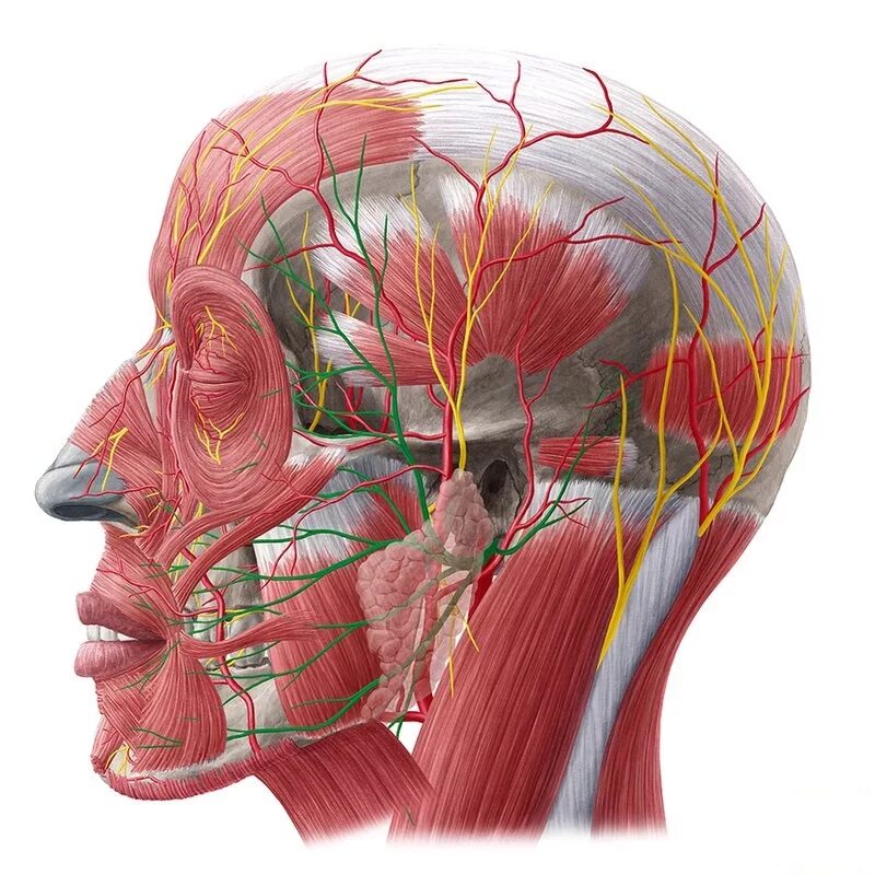 Сосуды на лбу. Анатомия лица человека сосуды и нервы мышцы. Неврит и невралгия тройничного нерва. Затылочный нерв и тройничный нерв. Неврит лицевого нерва анатомия.