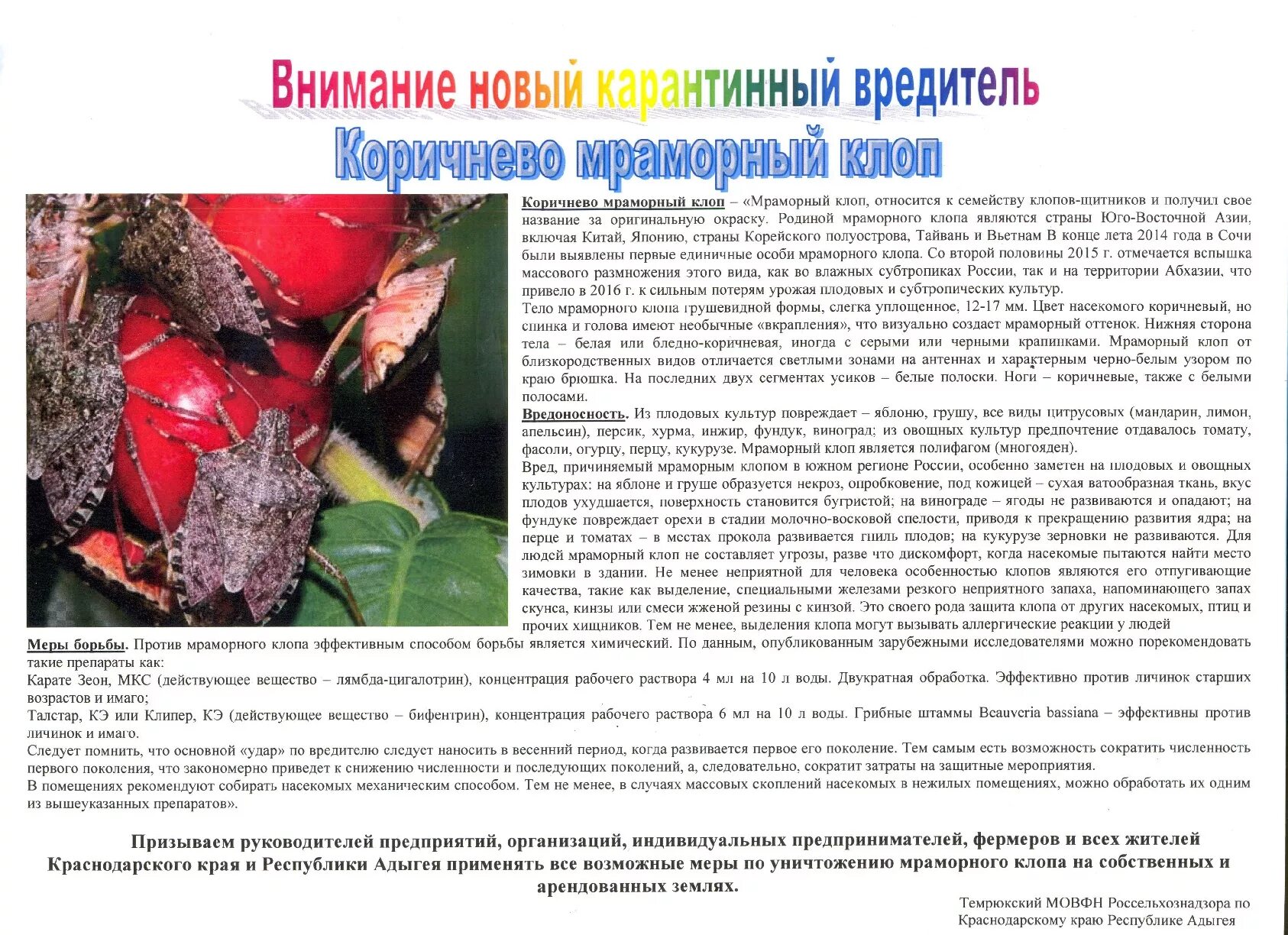 Тип развития насекомых мраморный клоп. Коричнево-мраморный клоп меры борьбы. коричнево - мраморный клоп – опасный карантинный вредитель. мраморный клоп. карантинные вредные организмы.
