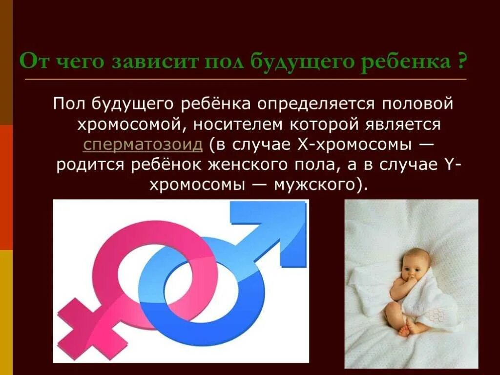 Какой пол отвечает за пол ребенка