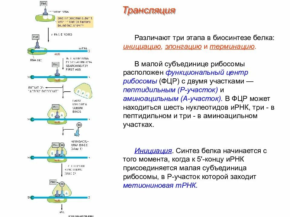 Биосинтез 3 этапа. Трансляция этапы синтеза белка биохимия. Стадии трансляции биохимия схема. Этапы трансляции биосинтеза белка. Этапы трансляции биосинтеза белка инициация.