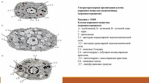 Корковое вещество клетки