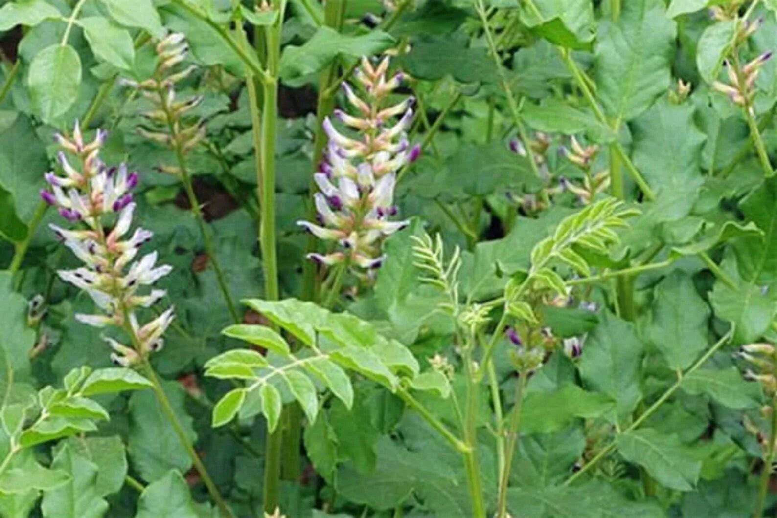 Солодка как растет и как выглядит. Солодка уральская (glycyrrhiza uralensis). солодка glycyrrhiza glabra. лакрица солодка растение.