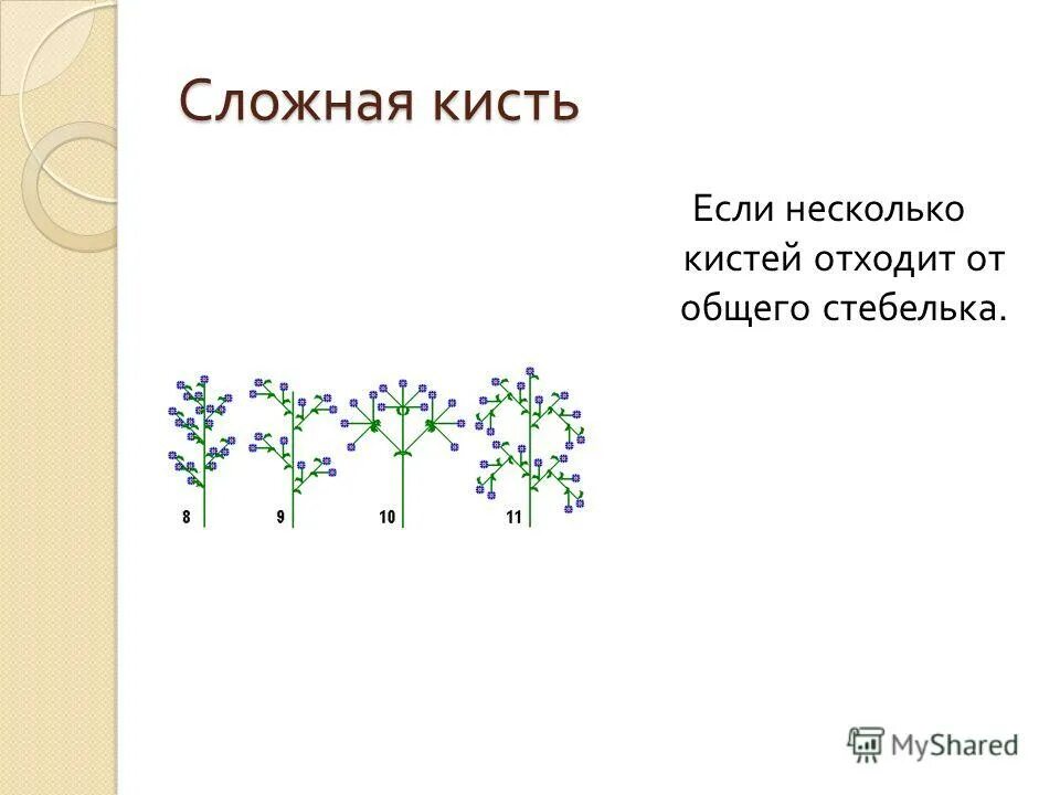 Растения с соцветием метелка. Соцветие метелка сирень. Несколько кистей отходят от общего стебелька. Метелка сложная кисть описанием. Строение соцветия метелка.