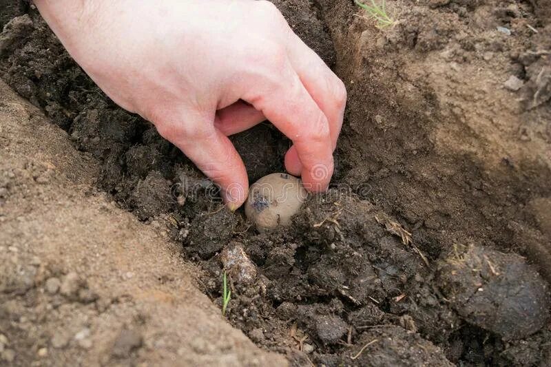 Температура почвы для посадки картофеля. Посадка картошки в гребни. Гребневая посадка картофеля. Глубина посадки картофеля. Посадка картошки в гребни вручную.