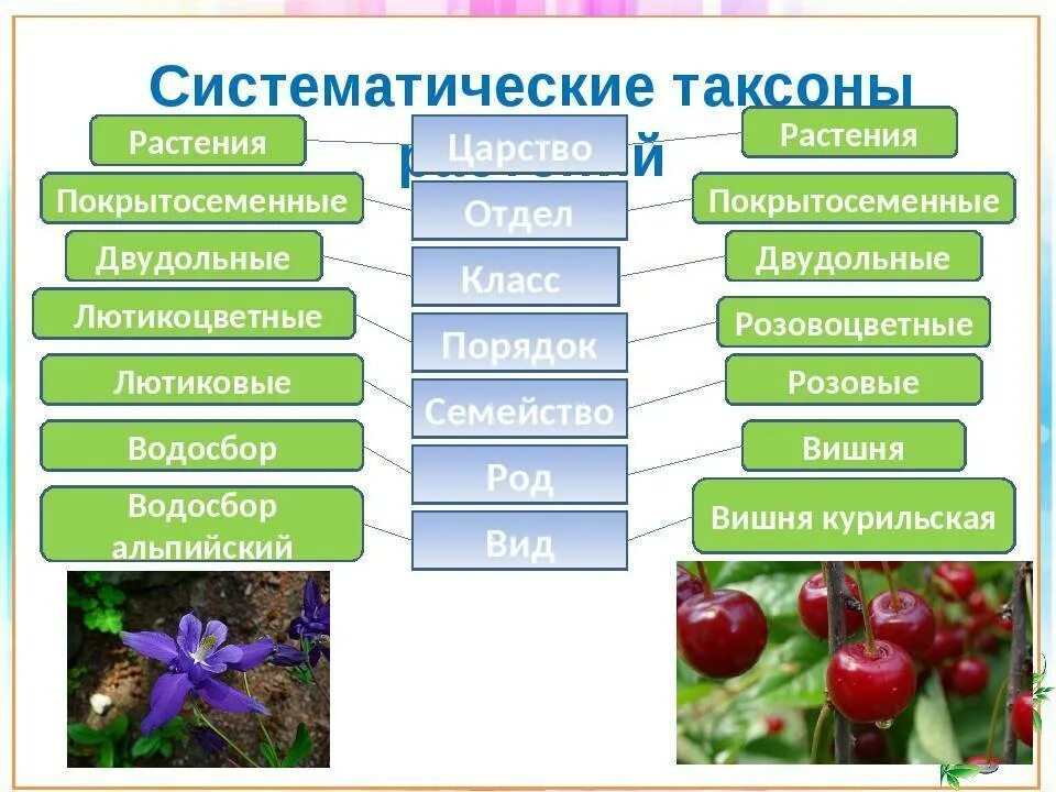 К группе т относят. Систематика таксонов растений. Классификация живых организмов таксоны. Таблица биология 6 класс царство отдел. Систематика таксонов последовательность.