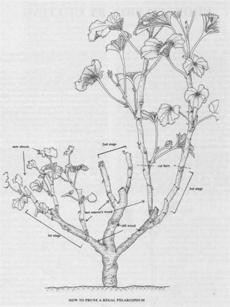 Когда весной обрезать герань домашнюю. Черенкование пеларгонии схема. Схема обрезки герани весной. Пеларгония зональная обрезка. Схема обрезки пеларгонии.