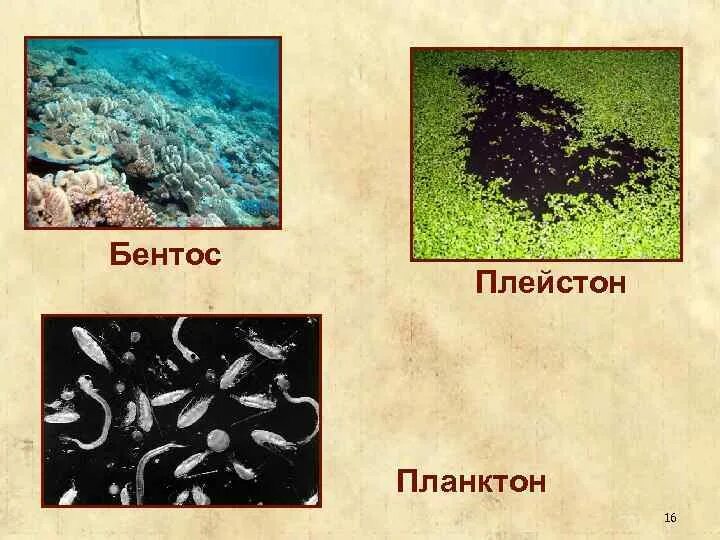 Бентос группа организмов. Плейстон бентос. Водоросли планктон и бентос. Бентосные водоросли представители. Планктон Нектон бентос.