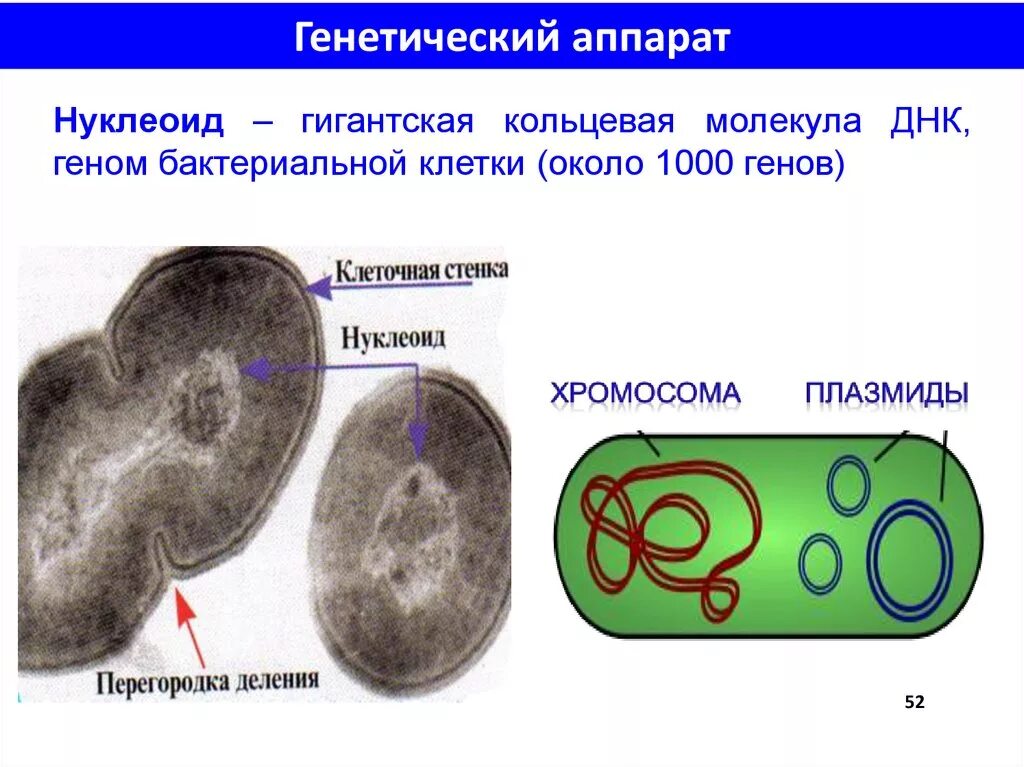 Генетический аппарат клетки растения. Наследственный аппарат бактерий – нуклеоид. Генетический аппарат бактериальной клетки. Генетический аппарат микробной клетки. Нуклеоид это генетический аппарат.