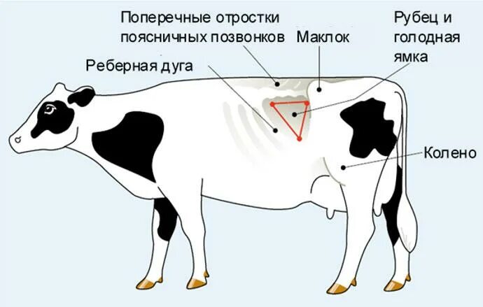 Температура бычка. Область голодной ямки у коровы.