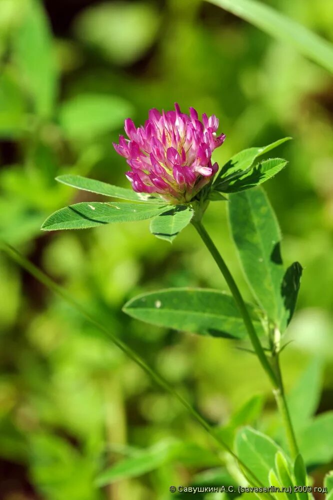 Клевер Луговой Trifolium praténse. Клевер Луговой - Trifolium pratense l. Клевер красный (Trifolium Rubens). 33. Клевер Луговой Trifolium pratense. Клевер луговой небольшое растение обычно его