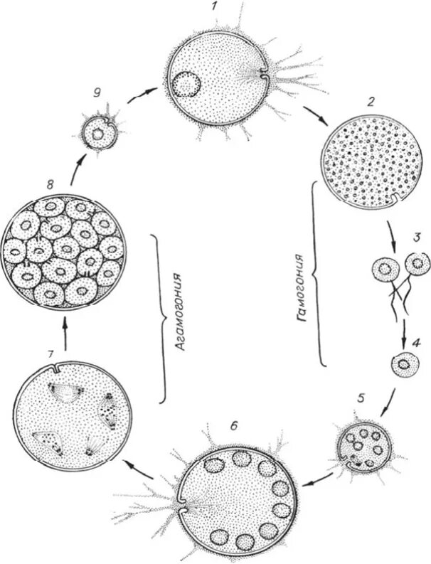 Цикл онтогенез. Жизненный цикл фораминифер схема. Цикл развития фораминиферы Myxotheca arenilega. Цикл развития диатомовых водорослей схема. Жизненный цикл диатомовых.