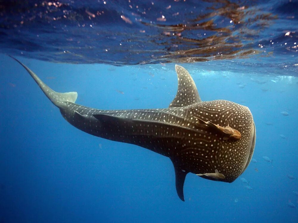 Большая рыба картинки. Rhincodon typus акула. Большая китовая акула. Акула кит. Китовая акула фото.