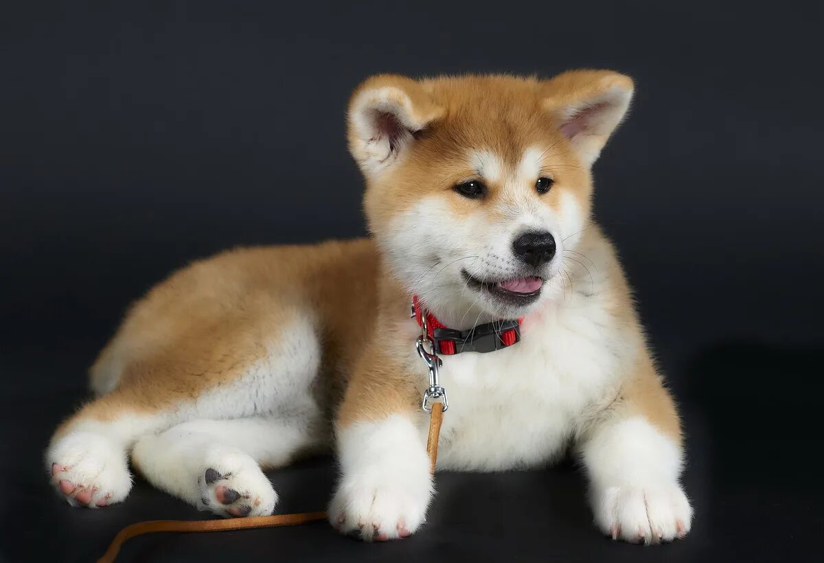 акита-ину. акита-ину. акита ину 3. авито щенята акита ину. японская акита.