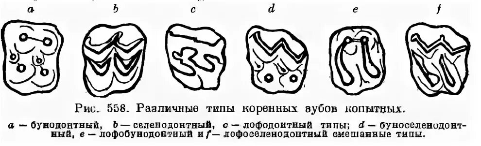 Зубы млекопитающих типы. Типы коренных зубы млекопитающих. Форма зубов млекопитающих. Зубы у млекопитающих выполняют функцию