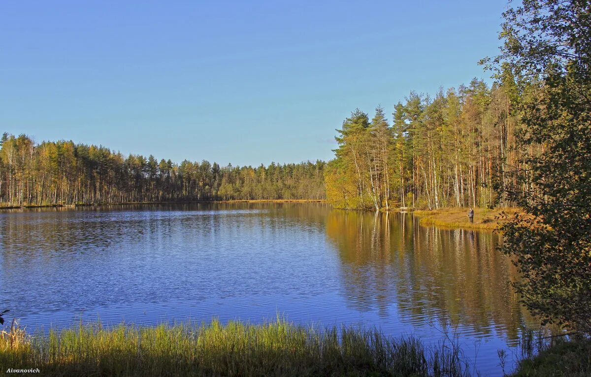 ближащее озера опочка. ближайшее озеро. озера ломоносовского района. озеро ближнее угловка. ближайшие озера.