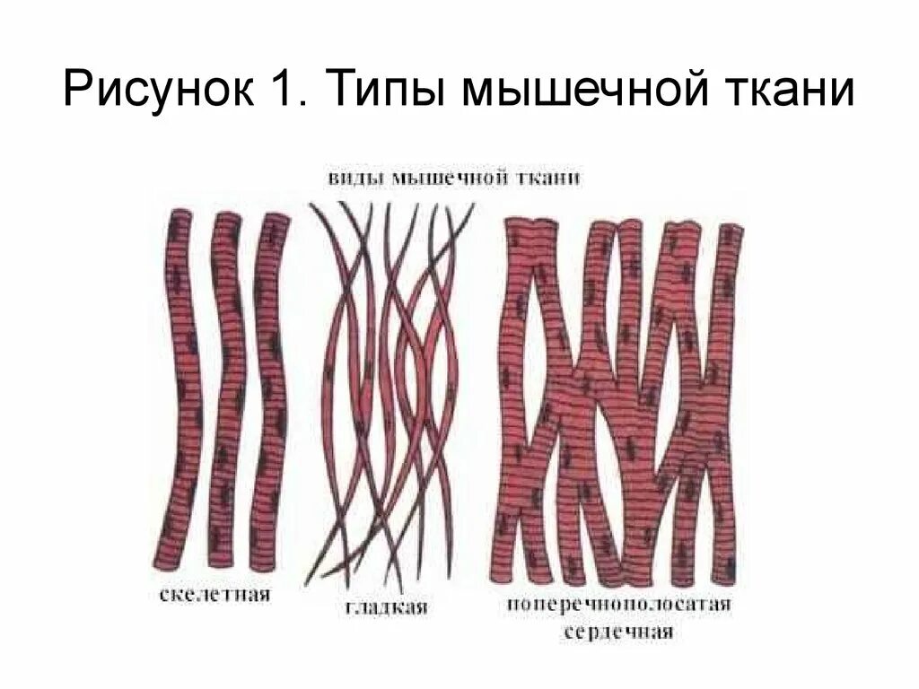 Мышечная ткань биология 8