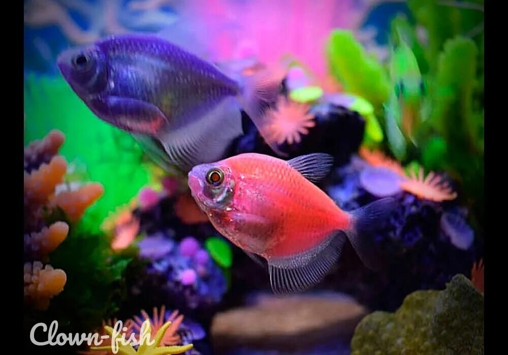 11+ Beautiful Type Of Betta Fish With Funny Facts And Pictures FISH Betta fish t