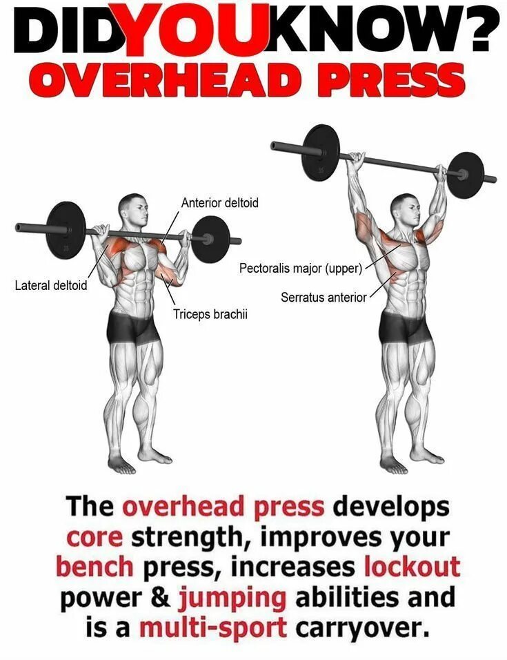 Overhead Press упражнение. Армейский жим мышцы. Overhead Press мышцы. Overhead Press упражнение для чего. Press перевести